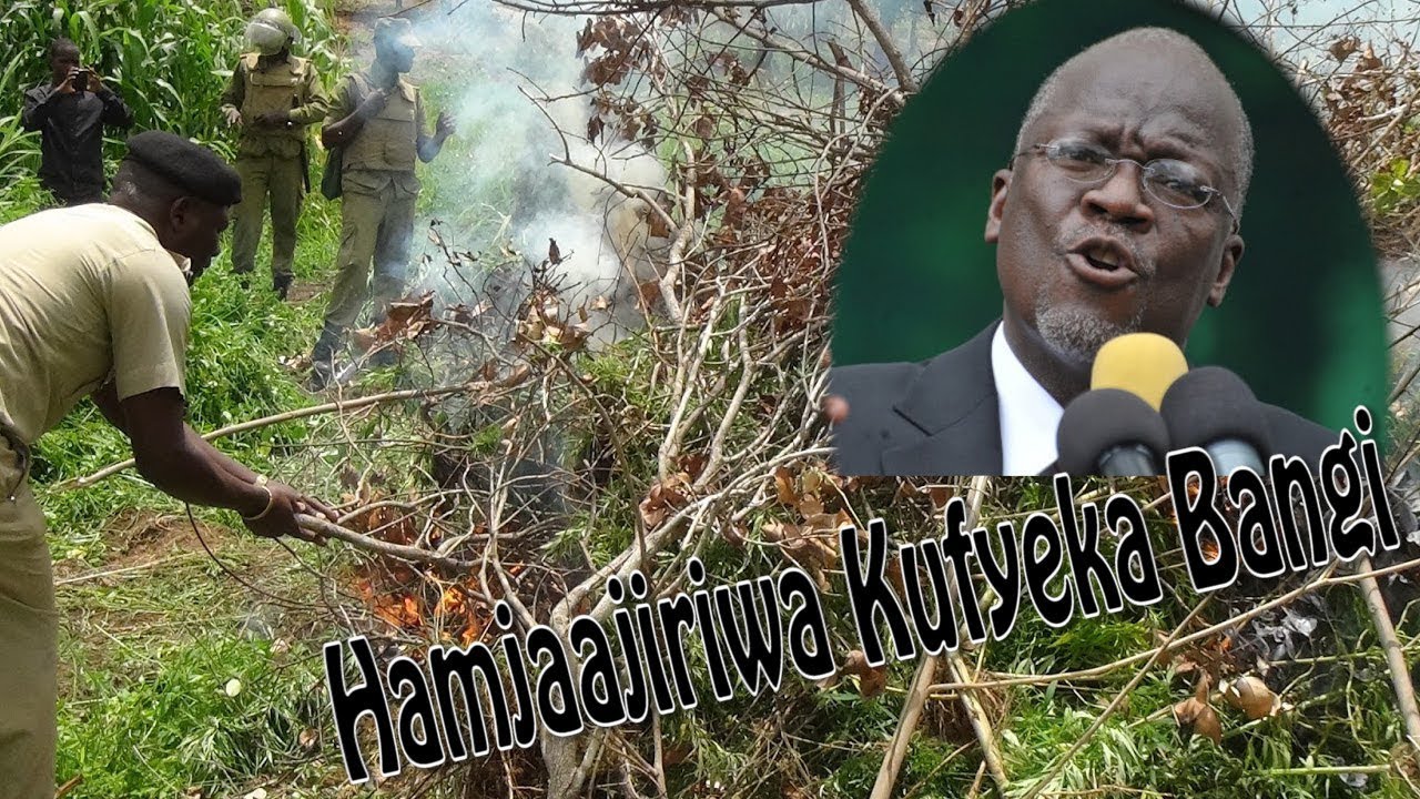 POLISI Hamkuajiriwa Kufyeka Mashamba ya Bangi - Magufuli