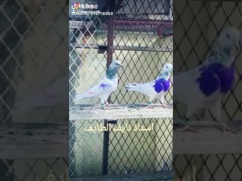 حمام باكستاني موتيا