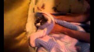 JAWS CAT.3gp