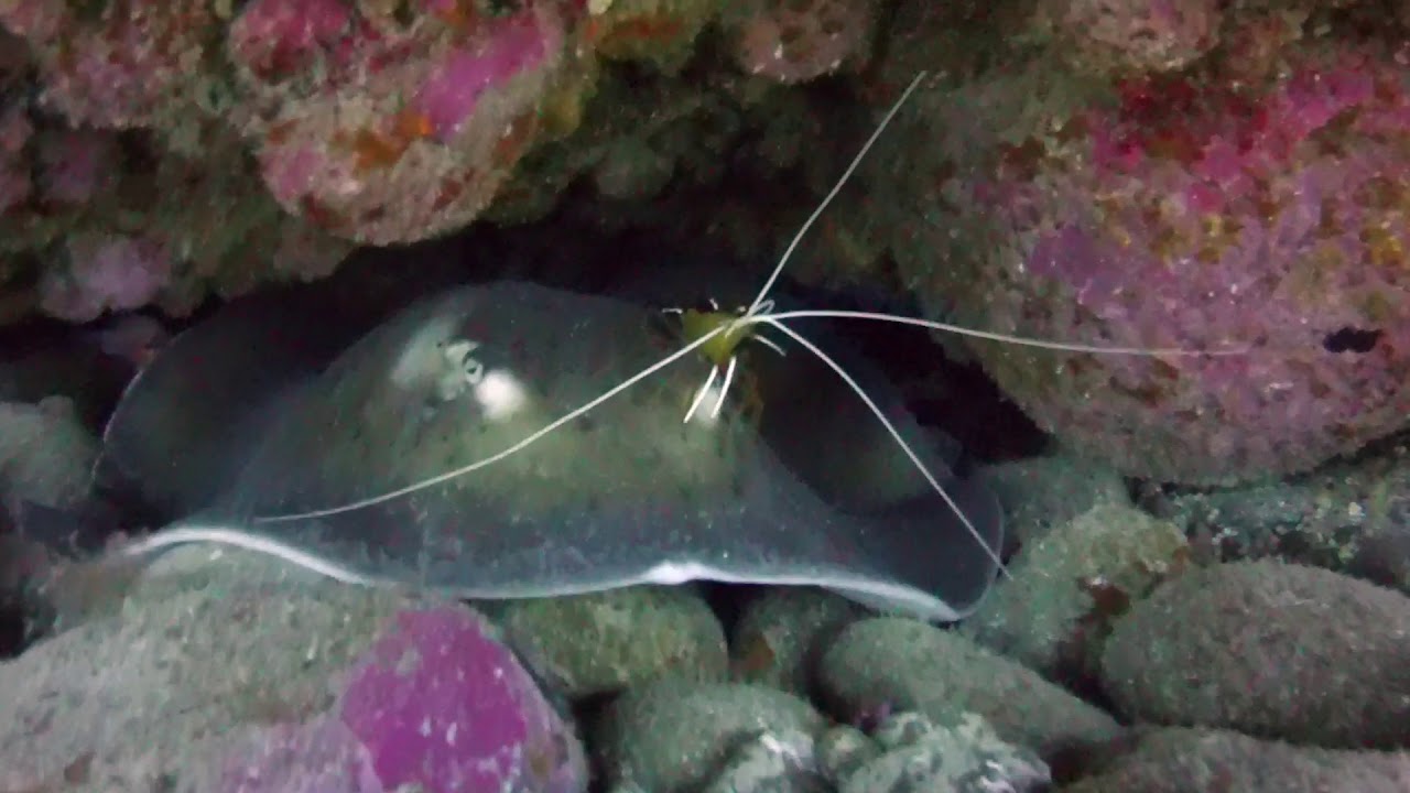 Scuba Diving at Pasito Blanco with Puerto Rico Diving, Gran Canaria video phone beyonce mp3