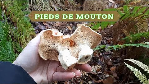 Quel champignon ressemble au pied de mouton ?