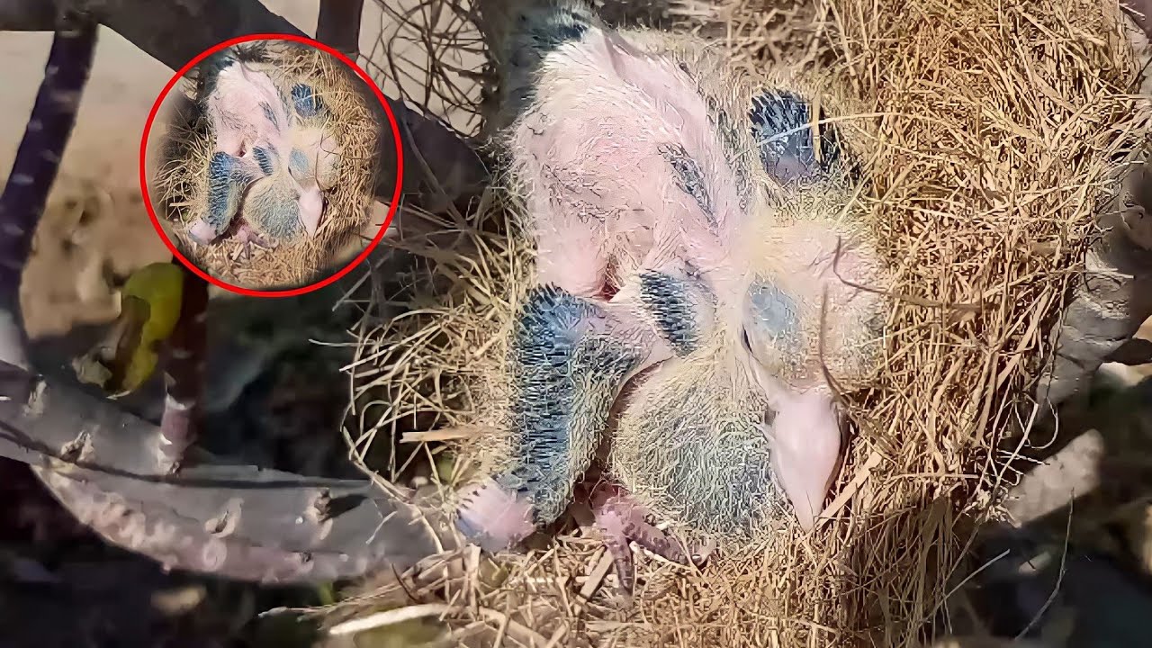 The baby fell from the nest @BeautyofNature4988 - YouTube