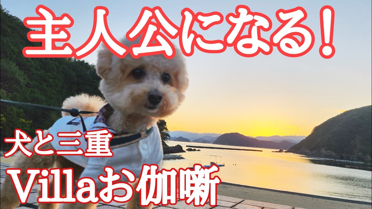 【お伽噺】海と山と星空のお宿へ行ってきました🐶ビショプーのポノ