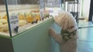 Canine cafe offers $75 tasting menu for pampered pups