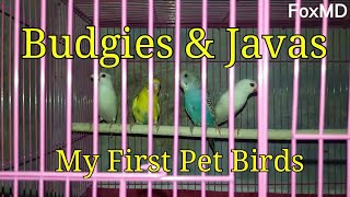 Budgies and Javas : My First Pet Birds