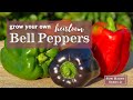 Sow right seeds  bell pepper seed collection