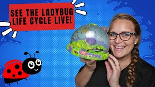 What Happens When You Order Live Ladybugs