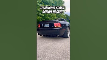 Terminator Cobra SVT 🐍 Gorgeous but NASTY!! #ford #mustang #terminator #cobra  #fordmustang #car