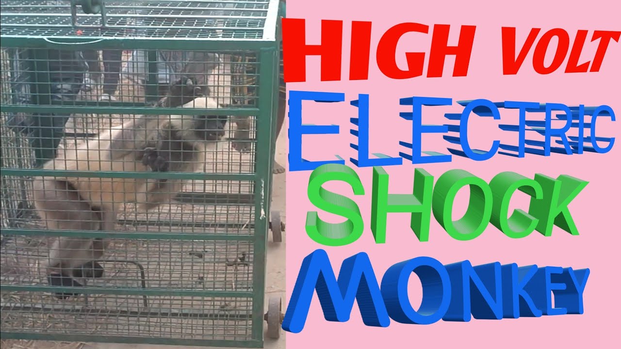 Monkey 1100V Electric shok #sick #