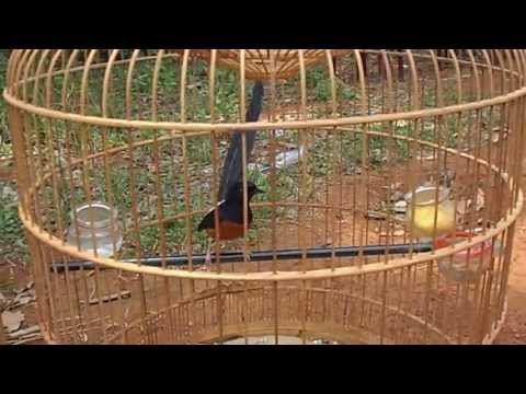 Video Chim đẹp: Chích Chòe Lửa đuôi dài 26cm - youtube