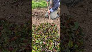 Farmer cutting skills #farmlife #rogater #nature #plants #growth #asmr #agriculture #satisfying