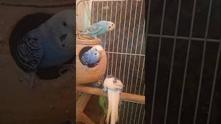 Schattige Parkieten Momenten! #parrot #shortvideo #ytshorts