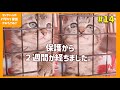 【うとうとする子猫が可愛い】子猫とひなたぼっこ　コンクリートの隙間から保護した子猫【子猫保護14日目】【#きじとら兄弟成長記録】さくらさんちゃんねる