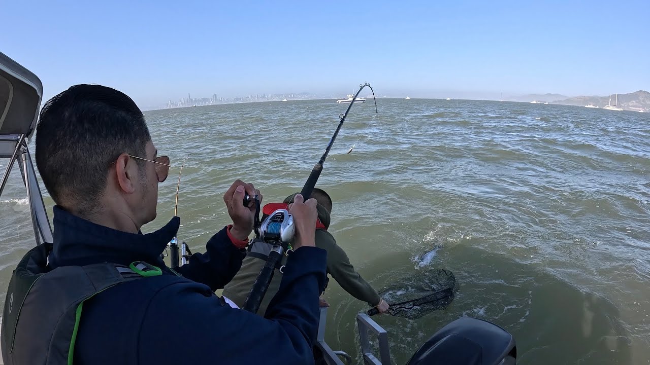 Striped Bass Fishing | Solid Bite Continues