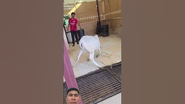 Con bê chưa kịp lớn đã phải đưa vào lò mổ #cow #animals #bull #oddlysatisfying #shortsfeed