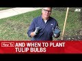 How and When to Plant Tulip Bulbs - Ace Hardware