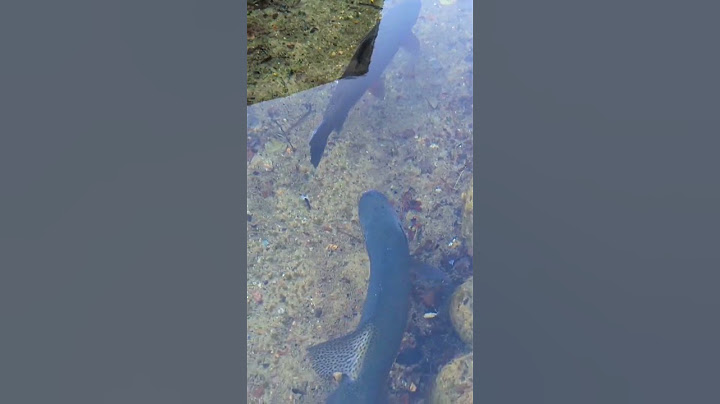 Ikan di selokan desa Jepang! 😳 #jepantravel #gifu #shirakawago #calmventure