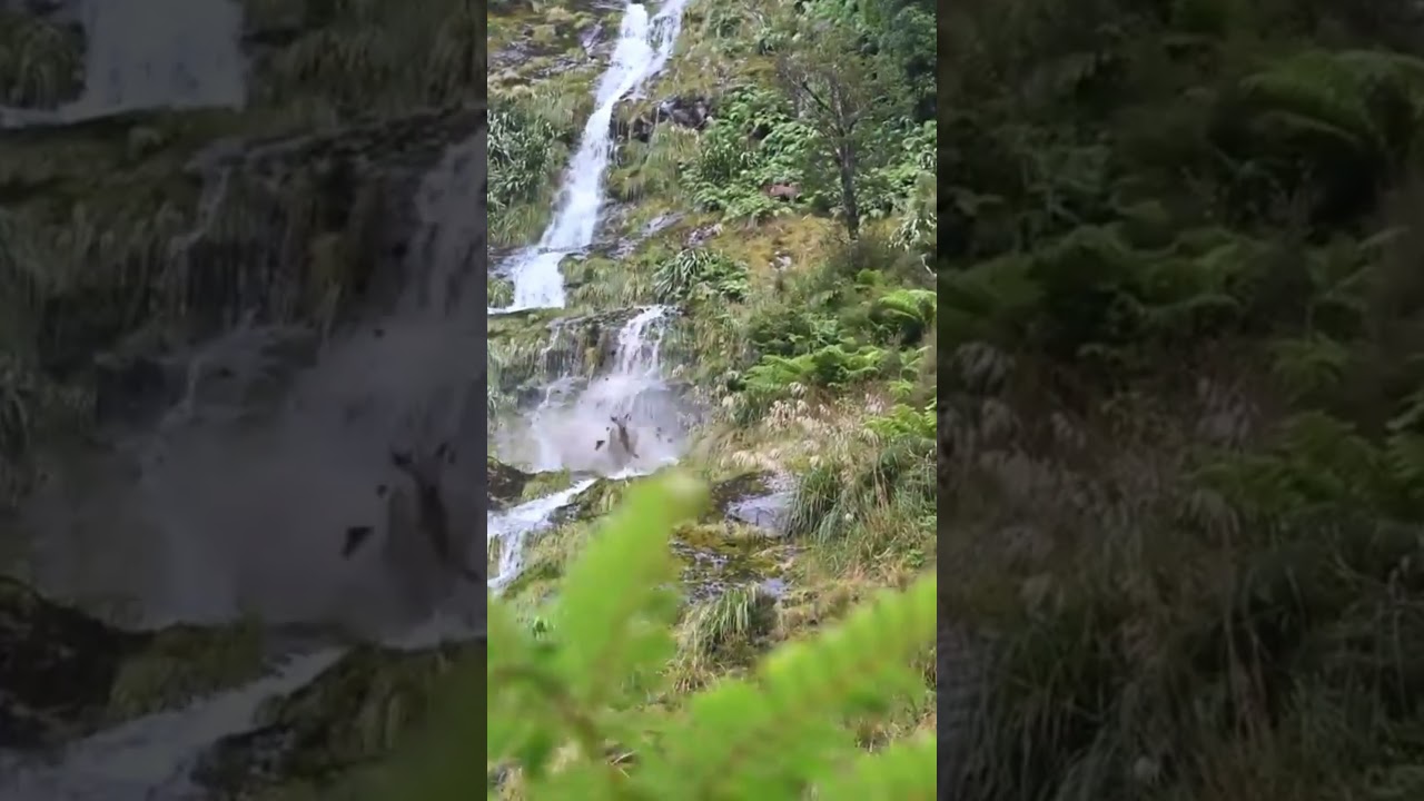 "Elk falls off waterfall to her death"  