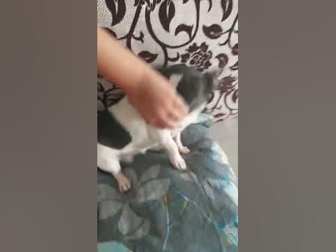 лошара - YouTube