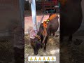 nandi maharaj ka aashirvad 🙏🙏 #viral #mahadiv #nandi #lord #shiva #karma #spritual #meditation