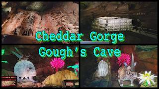 Gough's Cave, Cheddar Gorge - Ancient Animal Odyssey