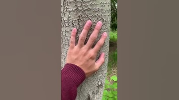 Hugging Trees Is Healthy