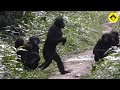 Walking on the road among wild bonobos! 【Observations of Bonobos #20】