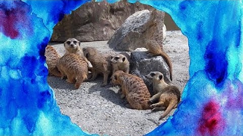 Watercolor Transitions Stop Motion Pack DaVinci Resolve Templates