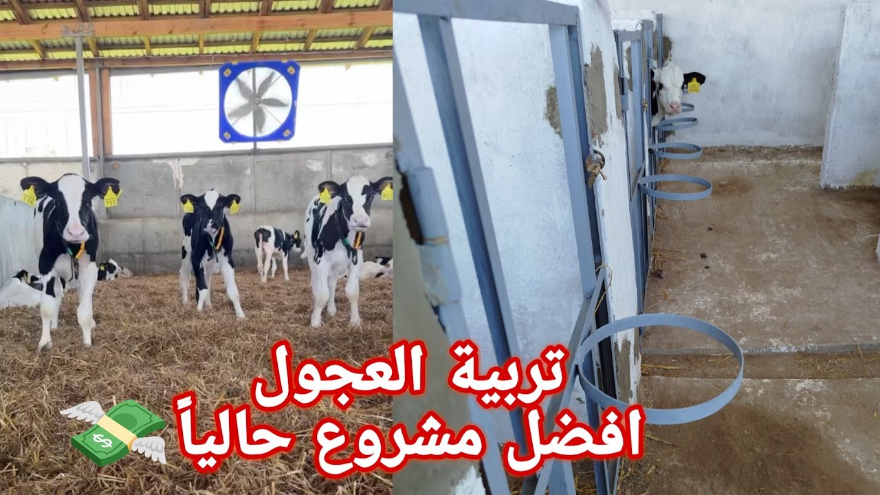 مشروع تربية العجول طريقة الصحيحة لتربية مع تجهيزات لازمه للبداية أفضل مشروع حالياً 💸