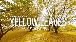 Japan Ginkgo Yellow Leaves Shot On Gh5 Japan