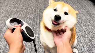 久々の再会でテンションMAXの柴犬を大好きな散歩に誘うとこうなります。