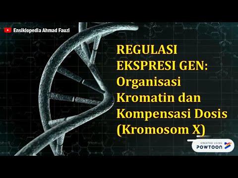 Asetilasi Histon, Metilasi DNA, Imprinting, dan Kompensasi Dosis Kromosom X