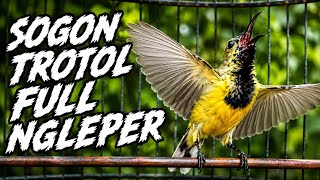PANCINGAN SOGON GACOR NGLEPER LANGSUNG NYAUT UNTUK MENAIKKAN EMOSI DAN BIRAHI SOGON BAHAN