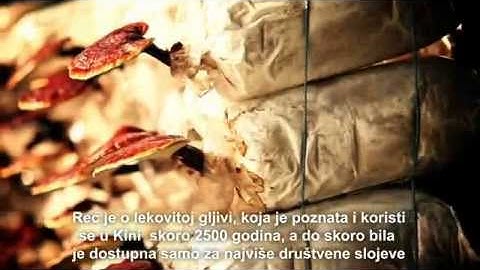 Ganoderma Lucidum medicinal mushroom on Serbian market from DXN company