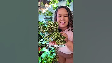 Jennas box is stunning gorgeous amazing if I do say so myself plantmom mysterybox plantshopping