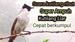 Suara Kutilang Ribut Super Ampuh Durasi Satu jam, Kutilang Liar Cepat Berkumpul