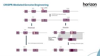Famous Cell line engineering with CRISPR-Cas9 - Tips and tricks to maximize success Profile