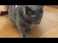 Bruno The Cat Visits The Dodo | The Dodo LIVE