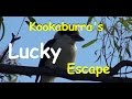 Lucky Kookaburra Cheats Death