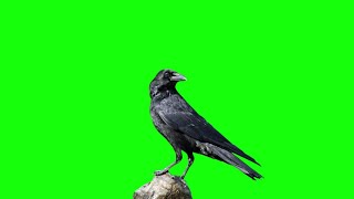 Crow Bird overlay green screen video footage | chroma key effect