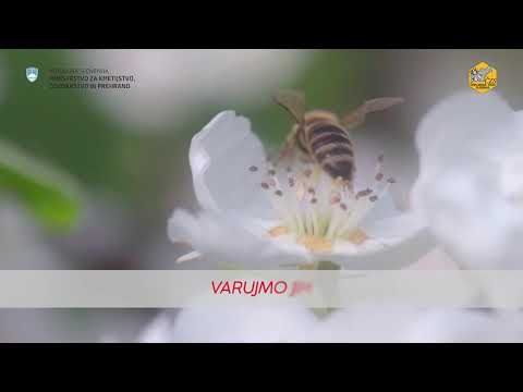 Video: ZN Zaskrbljeni Zaradi Velikega Upada števila čebel