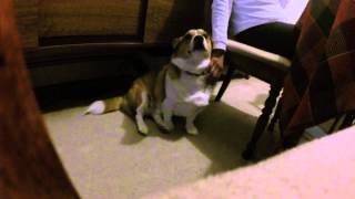 Bad lighting video of Broading but pet by mommy (part 3)