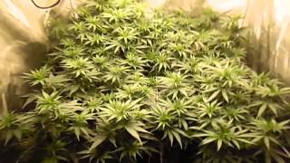 REALSTYLES 2nd WHITE POWER LED GROW WEEK 4 OF VEG