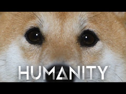 Chú chó Shiba inu này sẽ giúp loài người phi thắng