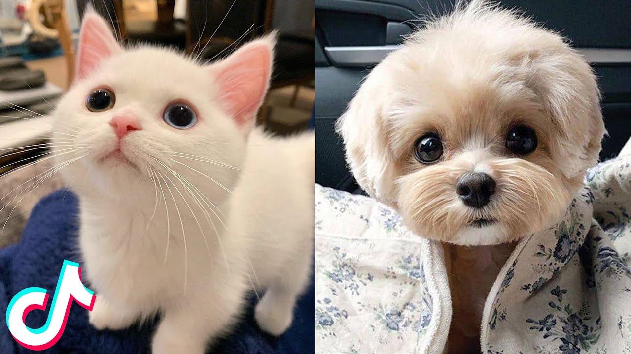 Funny Cute TikToks animals That Will Make Your Day Better 🥰😂 YouTube
