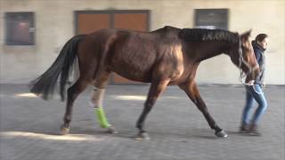 Stringhalt Horse Case II