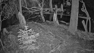 TNRS Foxtrot 20230410 02:10 cam S