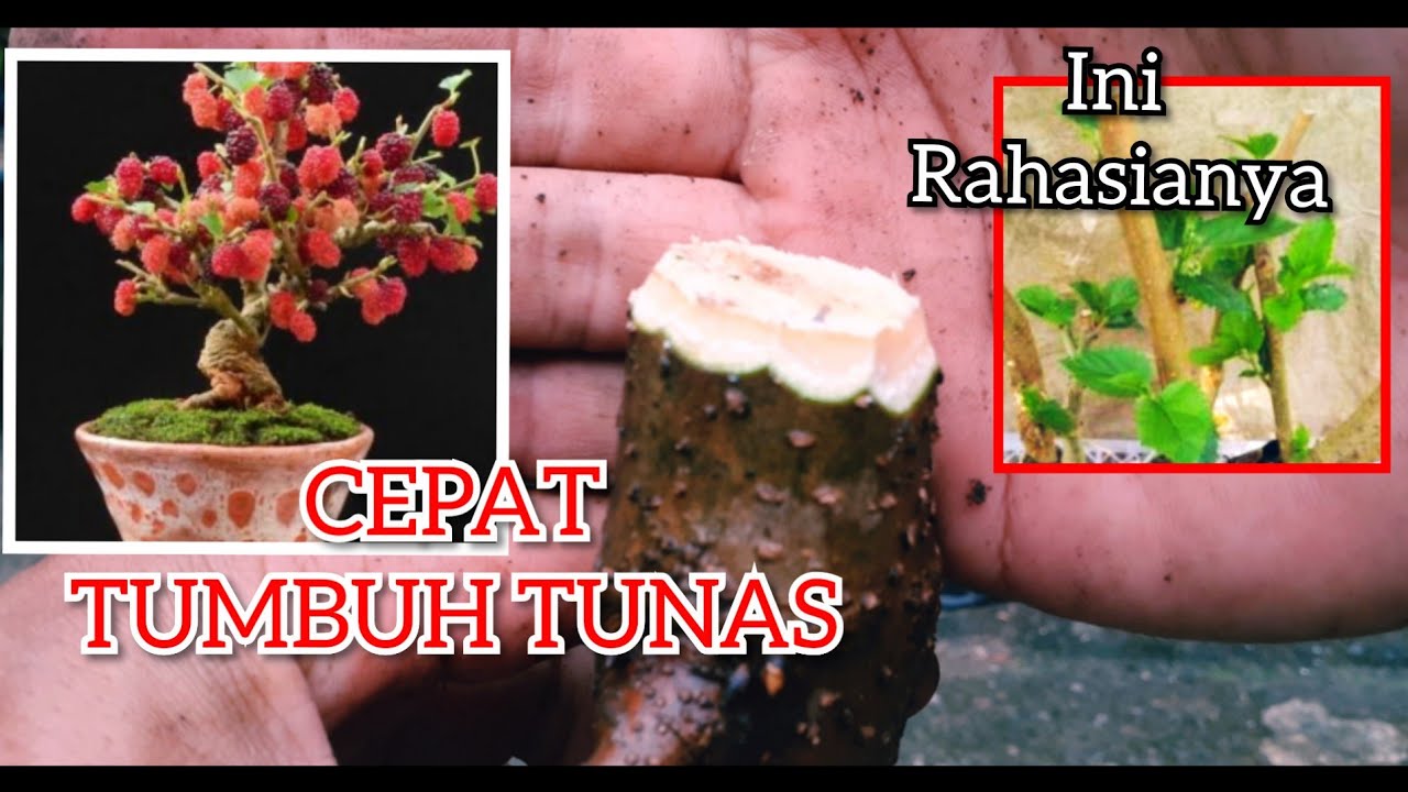 КАК СДЕЛАТЬ БОНСАЙ ИЗ ЧЕРЕНКОВ ШЕЛКОВИЦЫ || ИЗУЧИТЕ БОНСАЙ || ШЕЛКОВИЦА