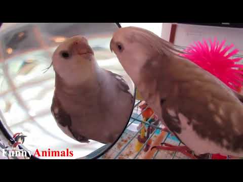 happy-birthday-song-funny-animals:-try-not-to-laugh---the-funniest-animal-videos