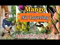 See the Air Layering in Mango tree : An astonishing Results !!